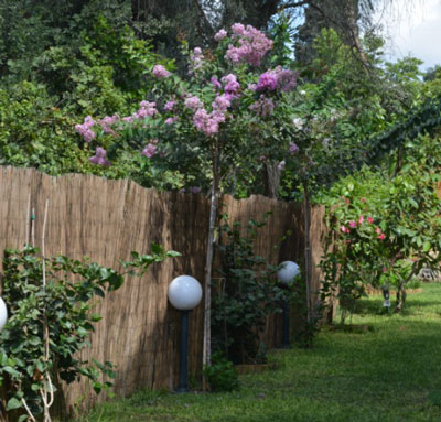 Lagerstroemia indica