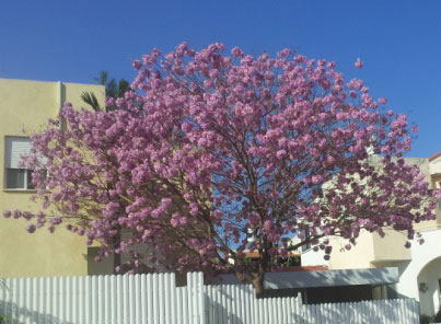 tabebuia1